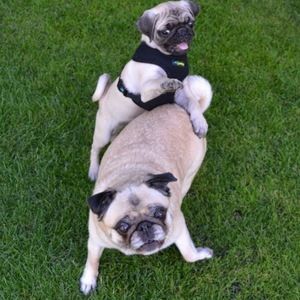 Meet your Posher, Avila